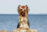 YORKSHIRE TERRIER 329
